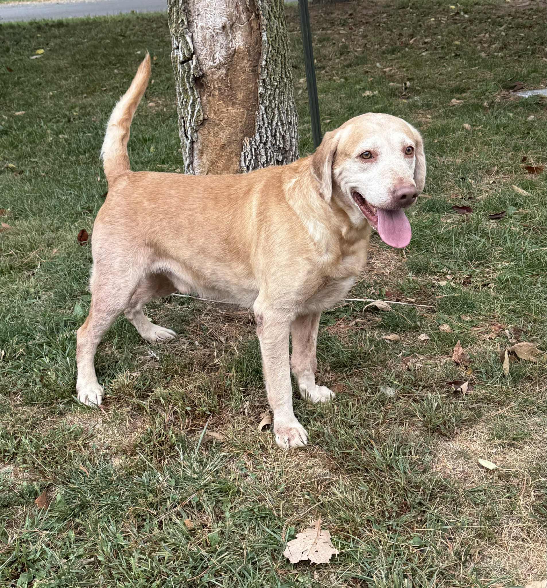 Enlarge James (in a FOSTER home), a Adoptable mixed breed in Springfield, IL image 7/13