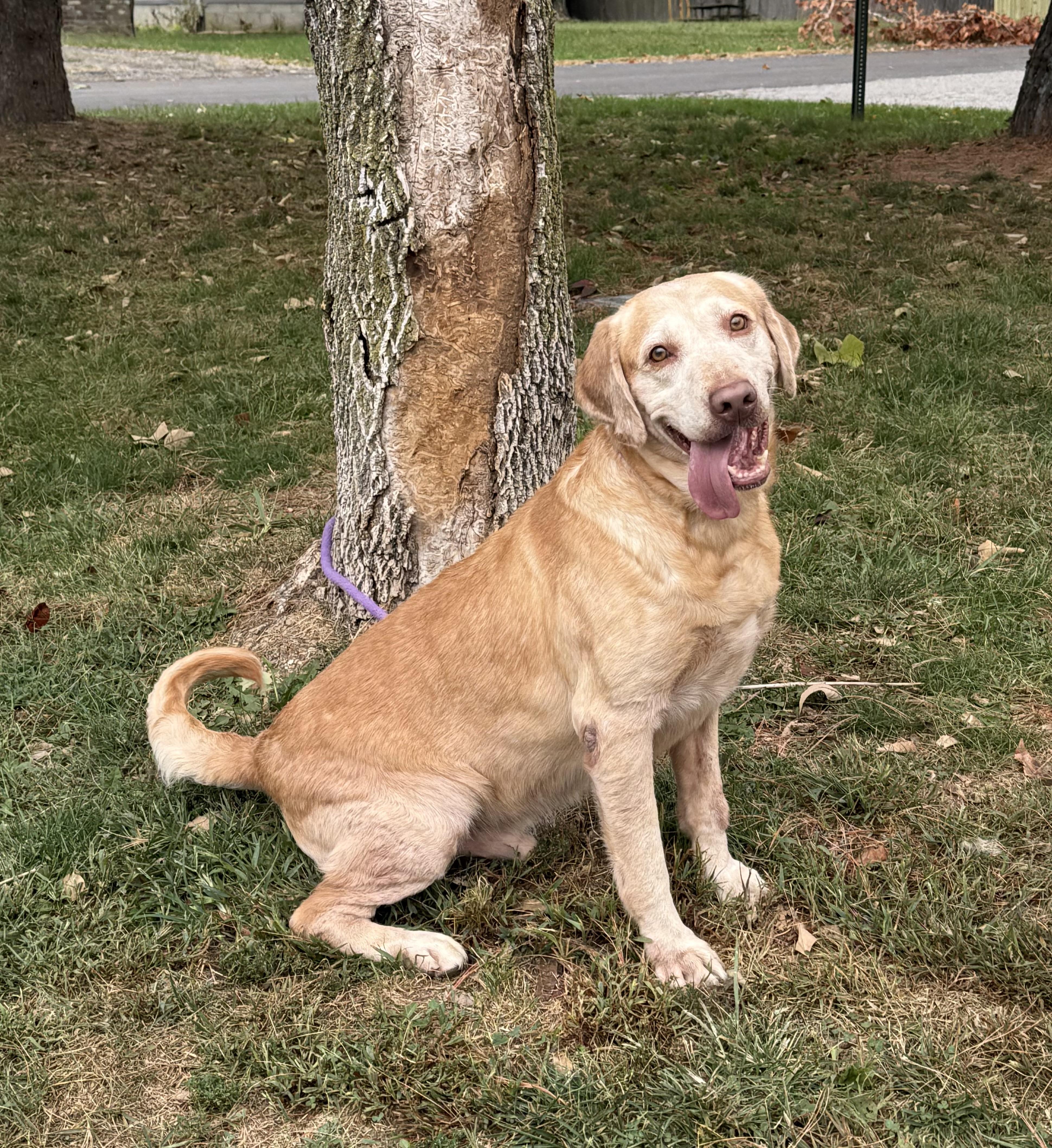 Enlarge James (in a FOSTER home), a Adoptable mixed breed in Springfield, IL image 10/13