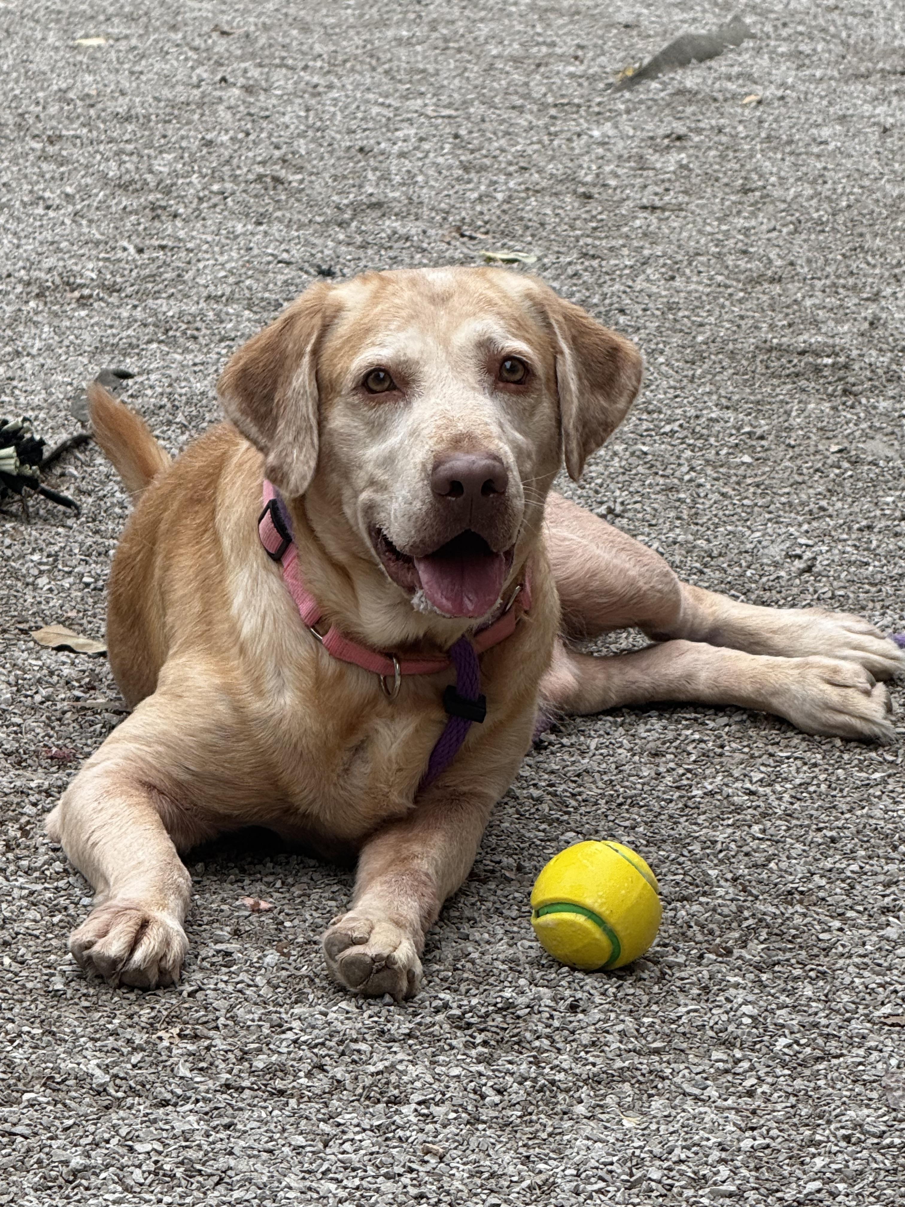 Enlarge James (in a FOSTER home), a Adoptable mixed breed in Springfield, IL image 11/13