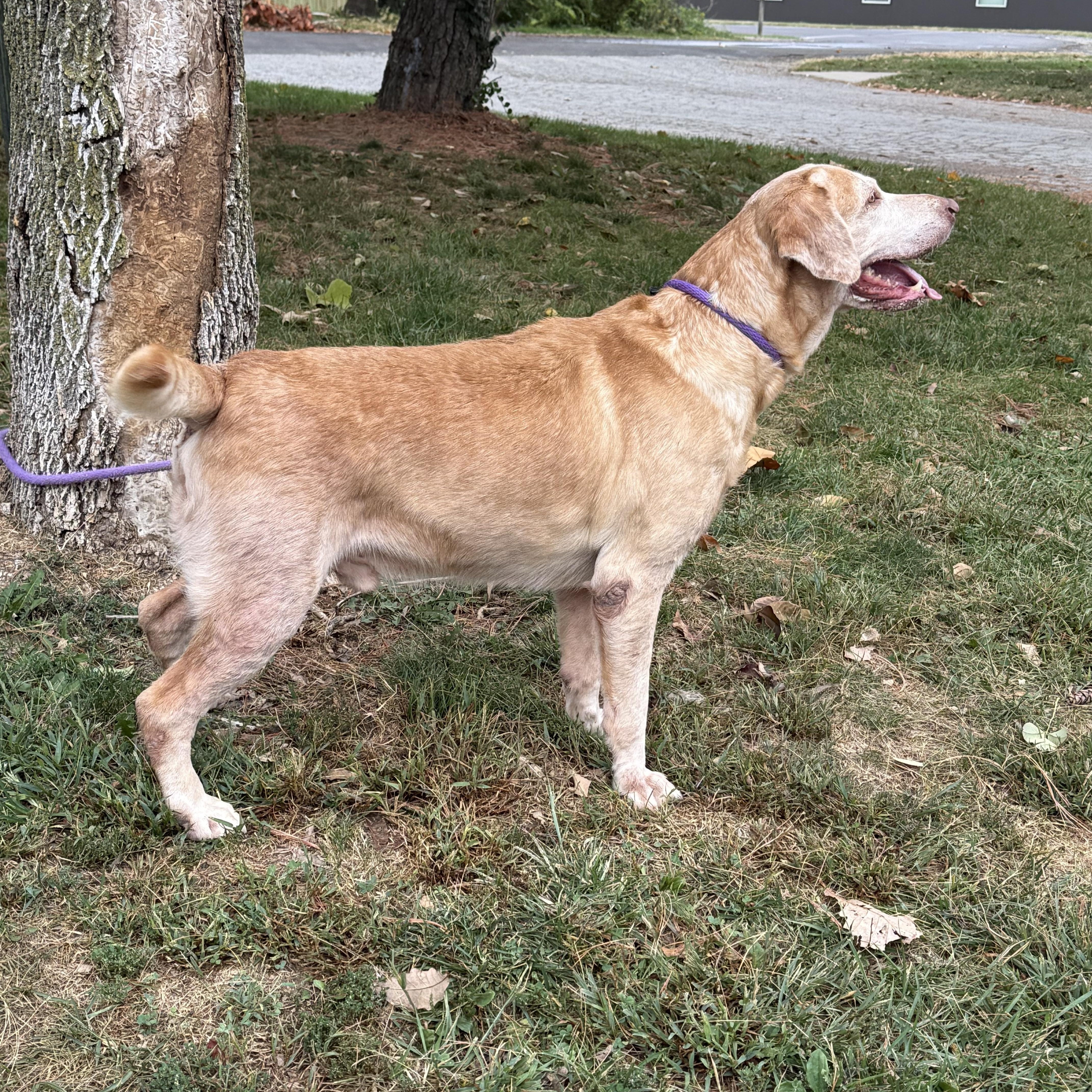 Enlarge James (in a FOSTER home), a Adoptable mixed breed in Springfield, IL image 12/13