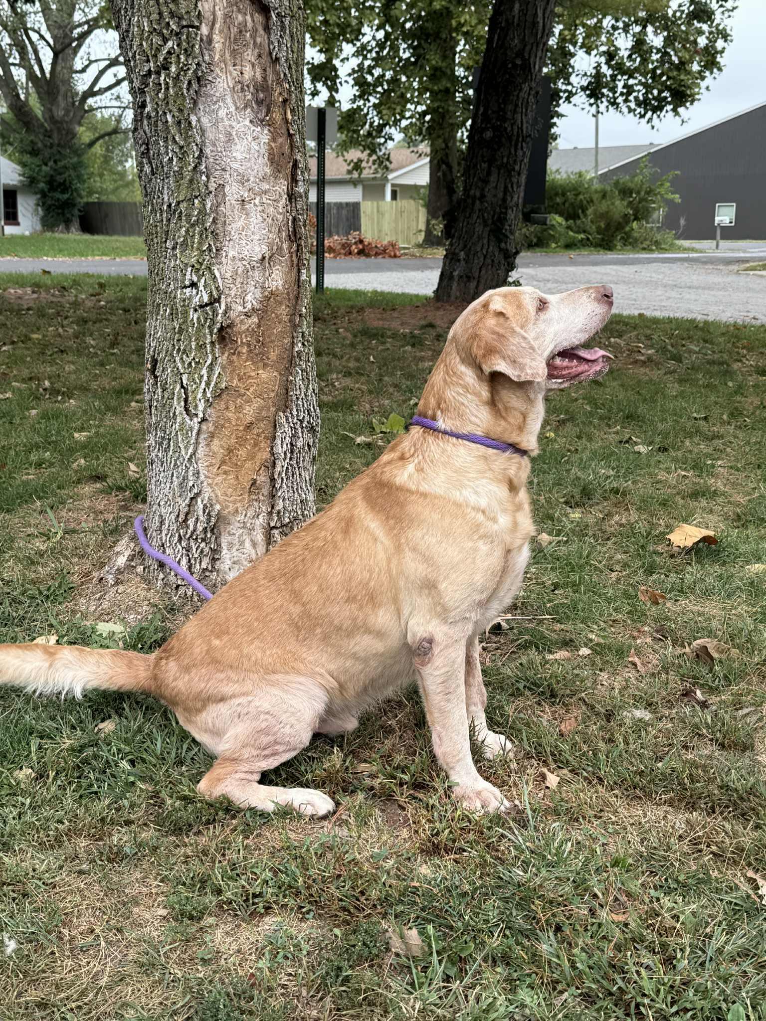 Enlarge James (in a FOSTER home), a Adoptable mixed breed in Springfield, IL image 13/13