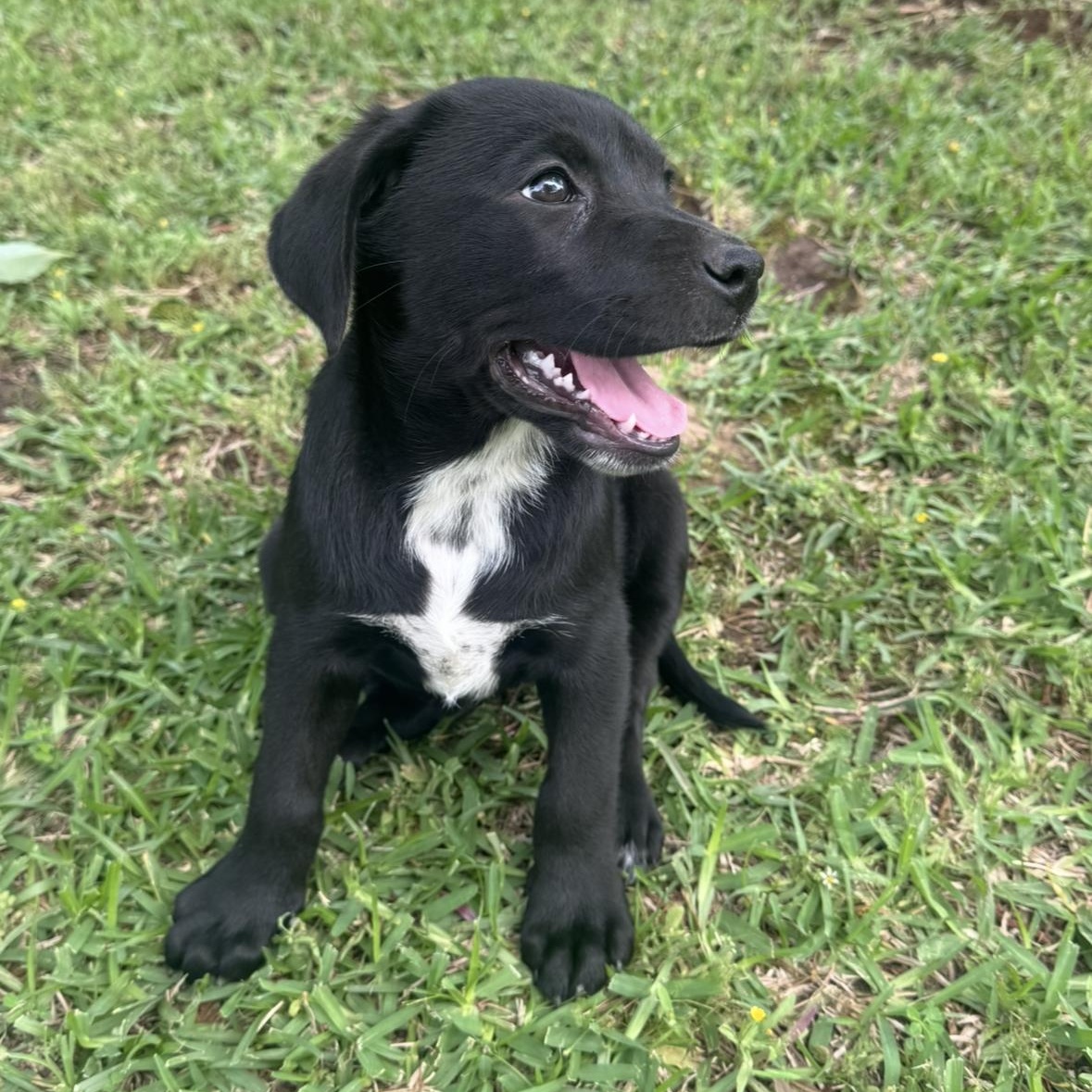 Paisley, Adoptable, Puppy Female Labrador Retriever & Coonhound.