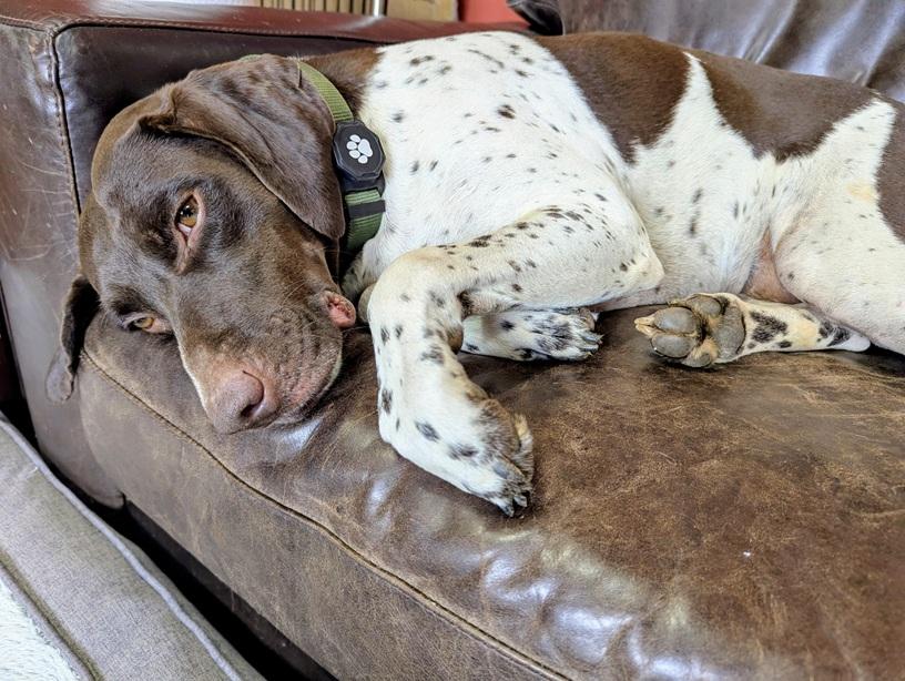 Josie, a Adopted German Shorthaired Pointer in Alexandria, VA image 1/3