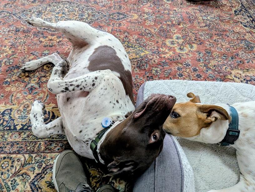 Josie, a Adopted German Shorthaired Pointer in Alexandria, VA image 2/3