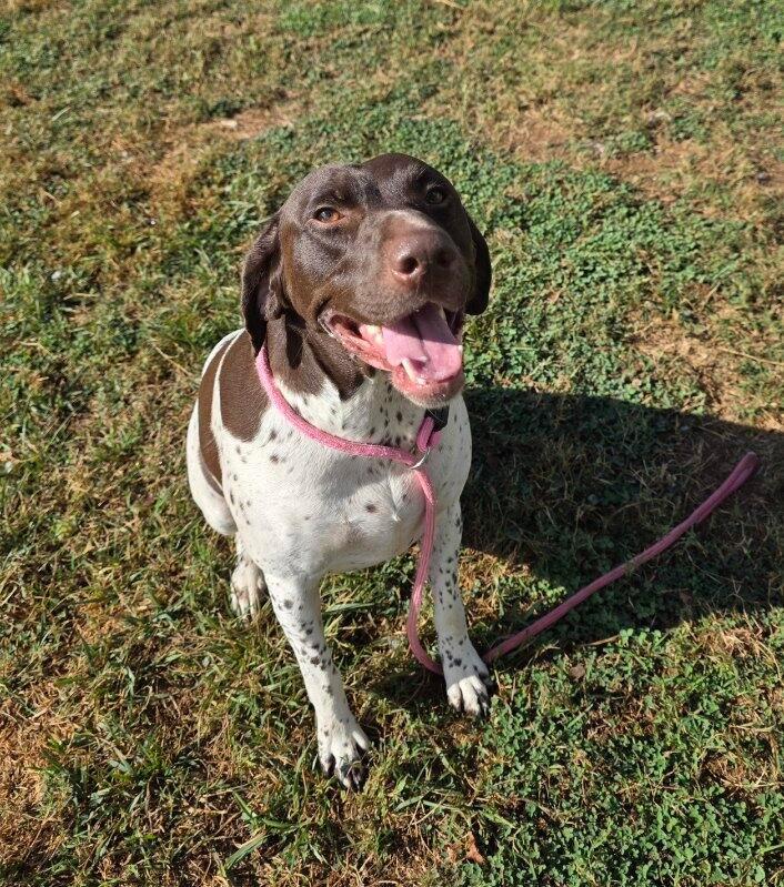 Josie, a Adopted German Shorthaired Pointer in Alexandria, VA image 3/3