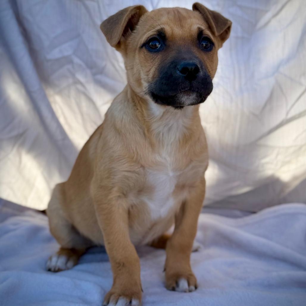Enlarge Casey, a Adoptable Pit Bull Terrier in Midland, TX image 1/1
