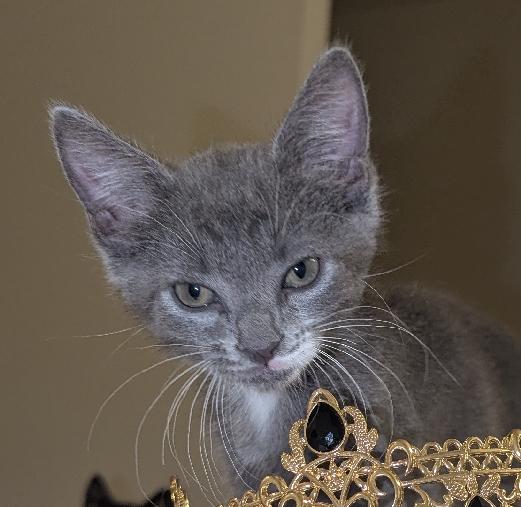 Enlarge Soph(ie), a Adoptable Domestic Short Hair in Lafayette, LA image 1/4