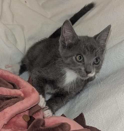 Enlarge Soph(ie), a Adoptable Domestic Short Hair in Lafayette, LA image 3/4