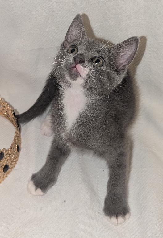 Enlarge Soph(ie), a Adoptable Domestic Short Hair in Lafayette, LA image 2/4