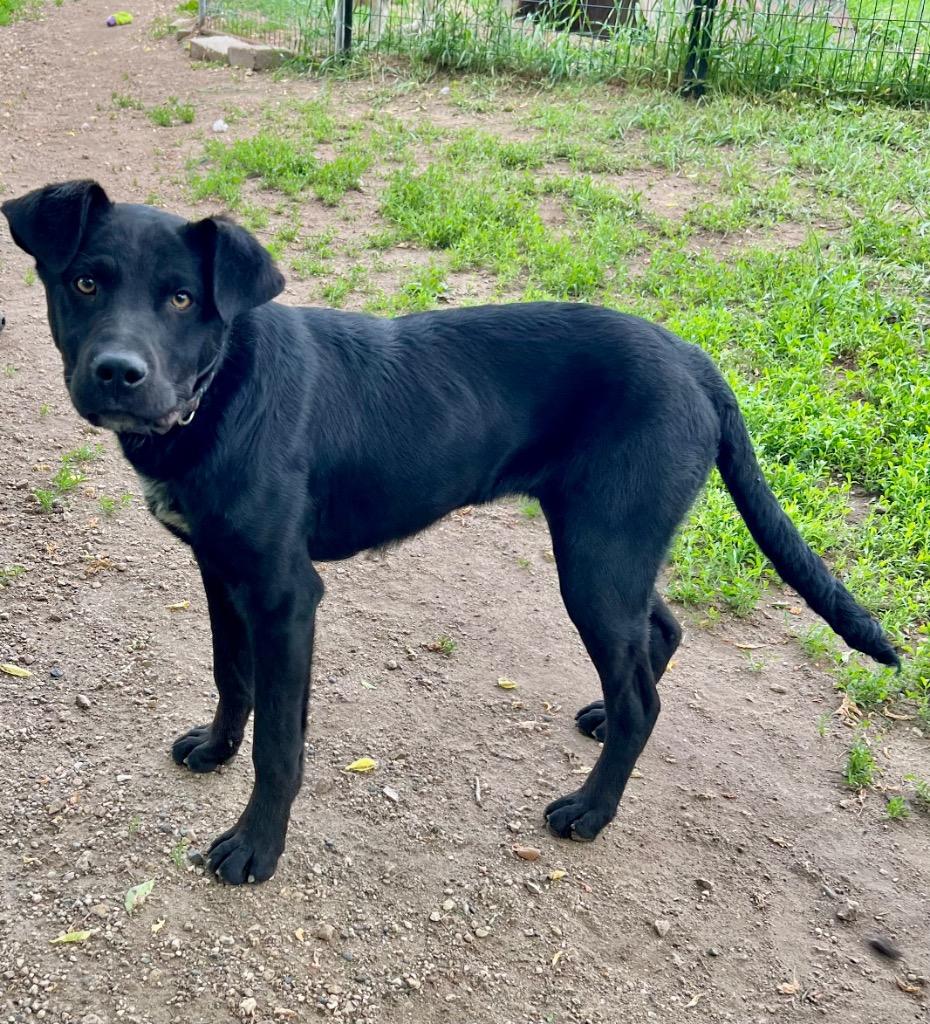 Reo, Adoptable, Young Male Labrador Retriever & Mixed Breed.
