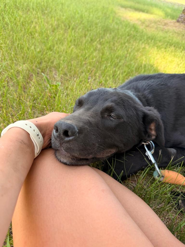 Reo, a Adoptable mixed breed in Saint James, MN image 2/2