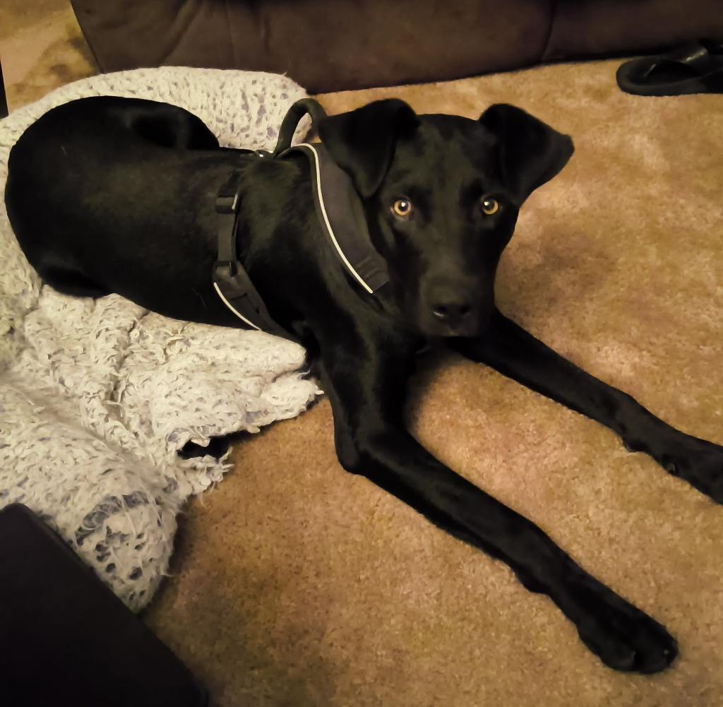 Reo, a Adoptable mixed breed in Saint James, MN image 4/4
