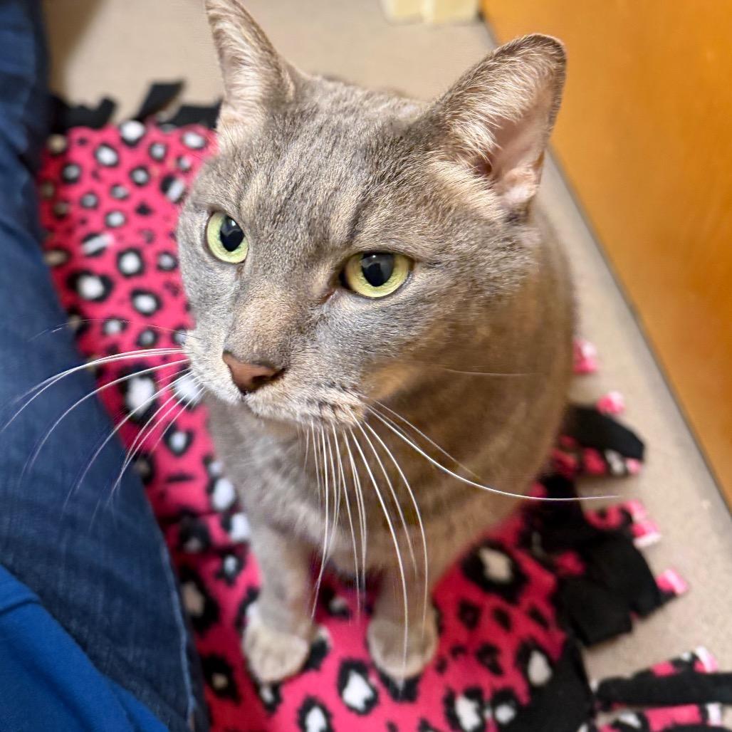 Nala, Adoptable, Senior Female Domestic Short Hair.