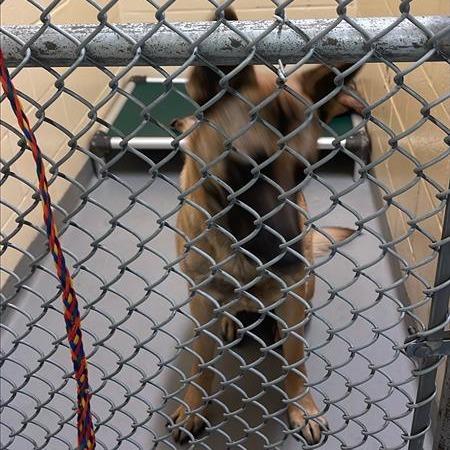 Fidget, Adoptable, Young Male German Shepherd Dog.