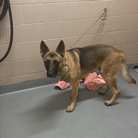 Enlarge Fidget, a Adoptable German Shepherd Dog in Tacoma, WA image 2/2