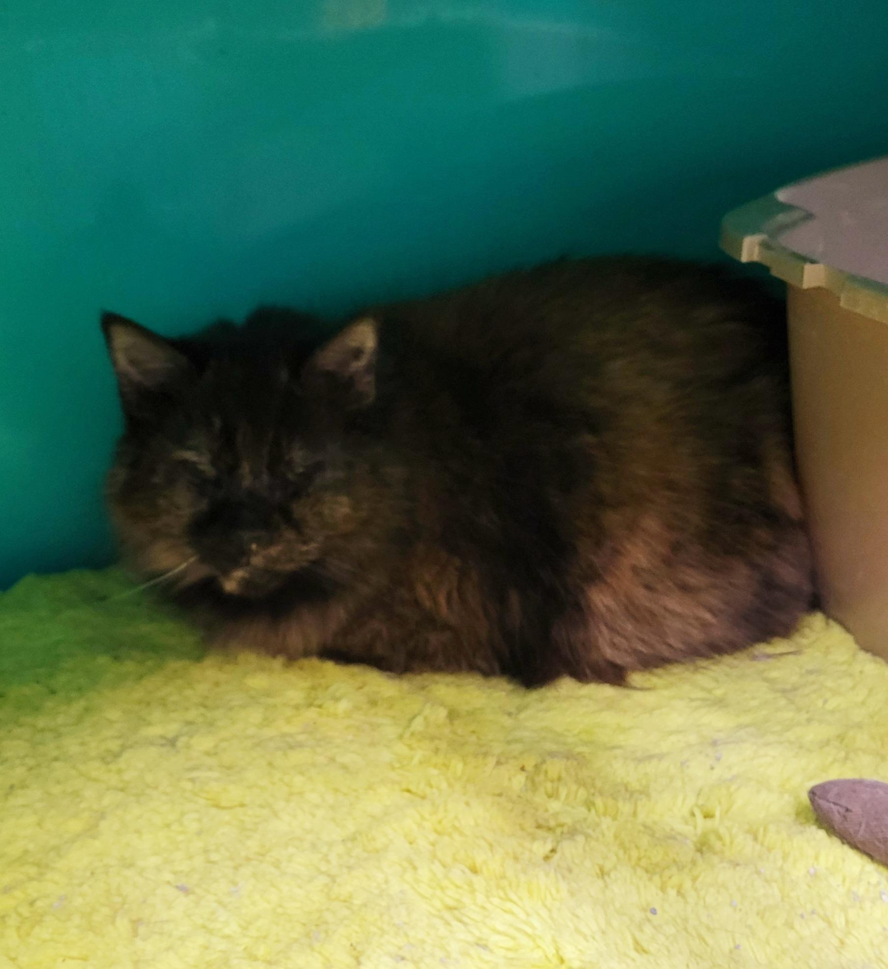 Enlarge Sassy, a Adopted mixed breed in Fairbanks, AK image 1/1