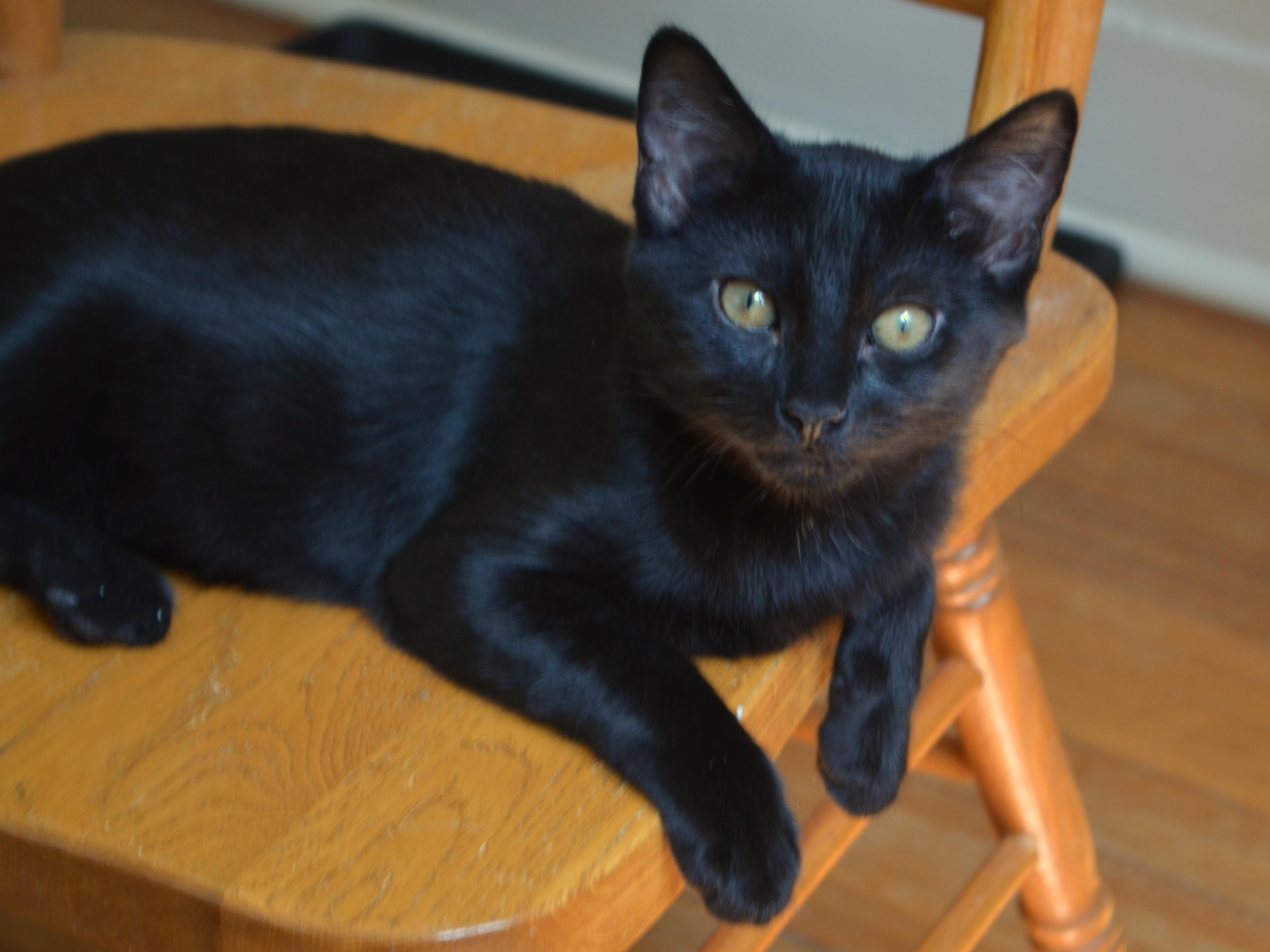 Enlarge Apollo, a ADOPTABLE Domestic Short Hair in South Orange, NJ image 1/5