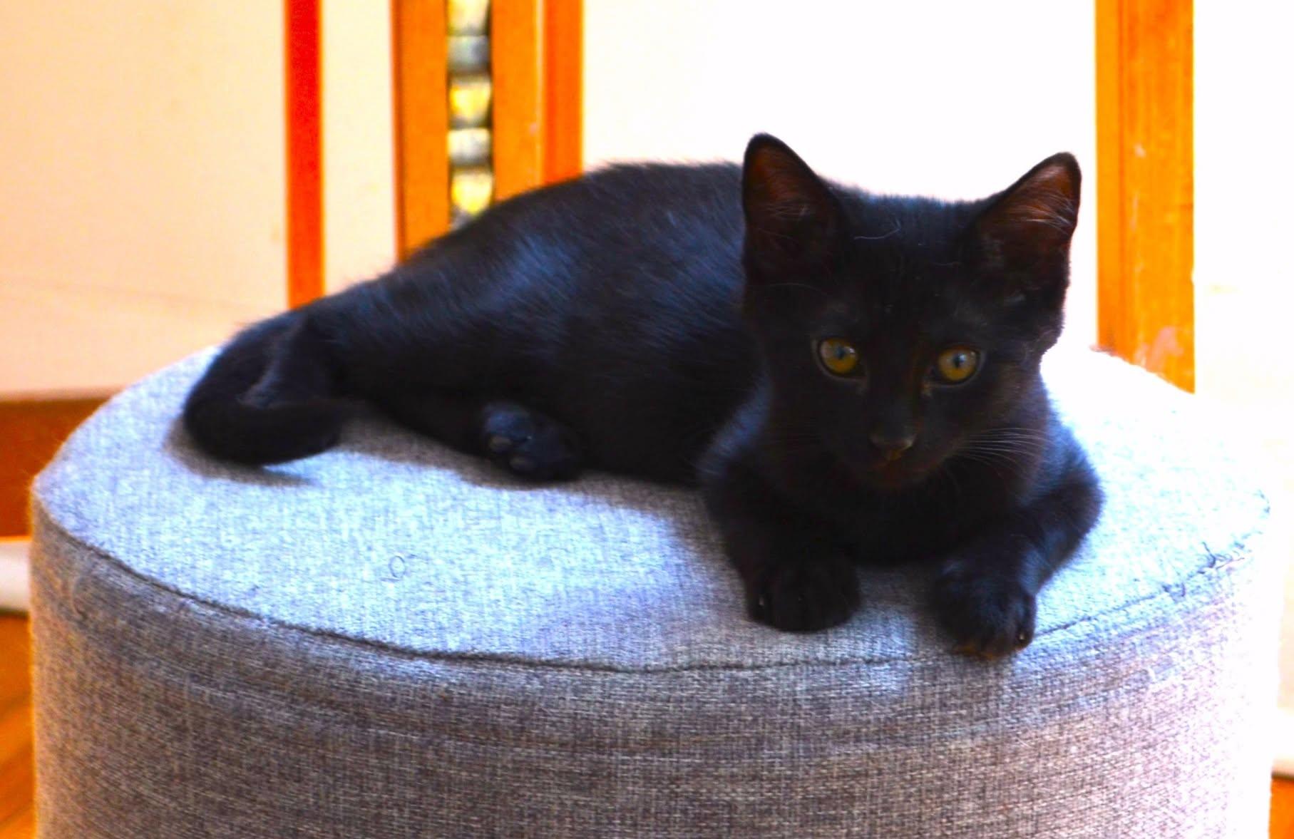 Apollo, a ADOPTABLE Domestic Short Hair in South Orange, NJ image 5/5