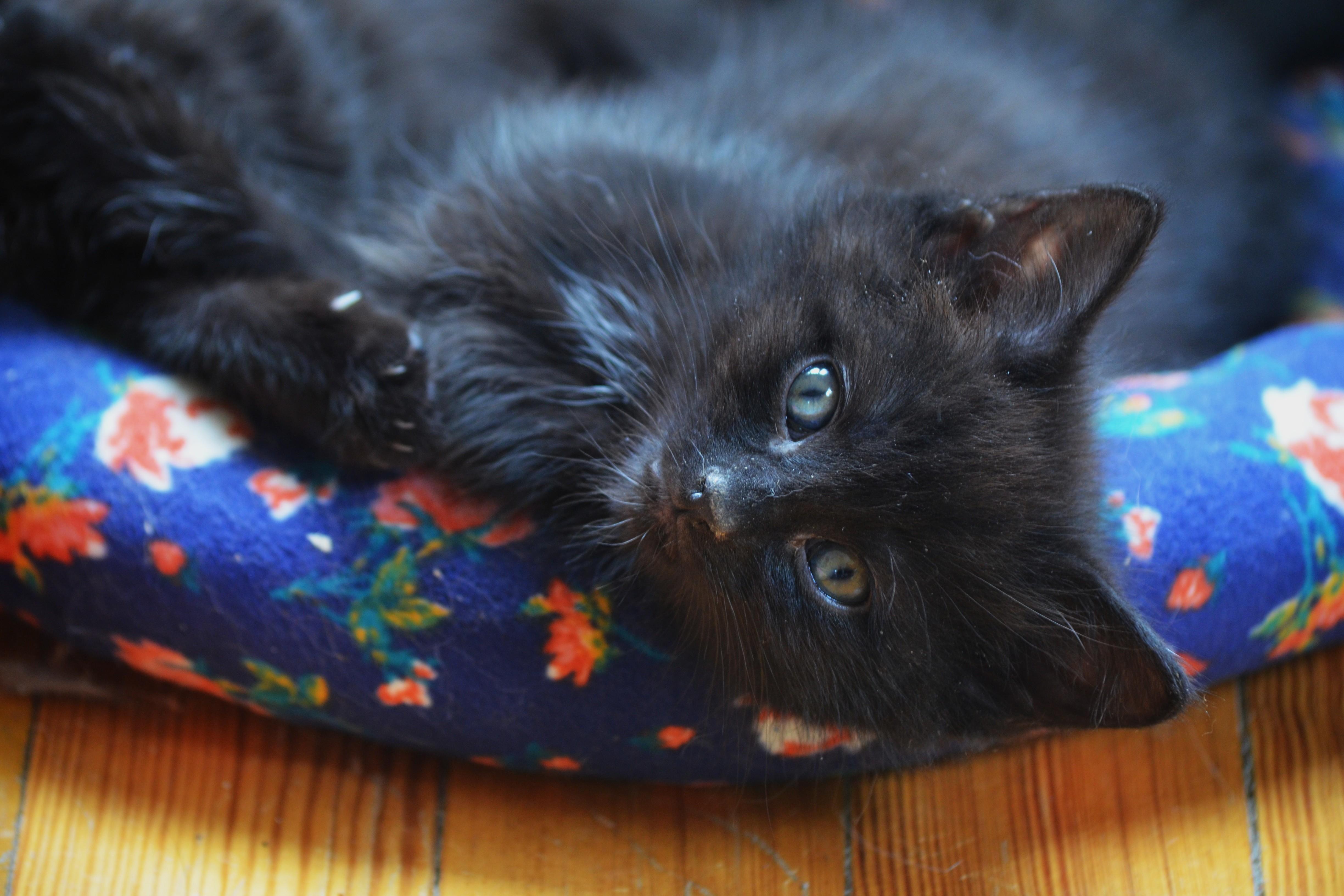 Apollo, ADOPTABLE, Kitten Male Domestic Short Hair.