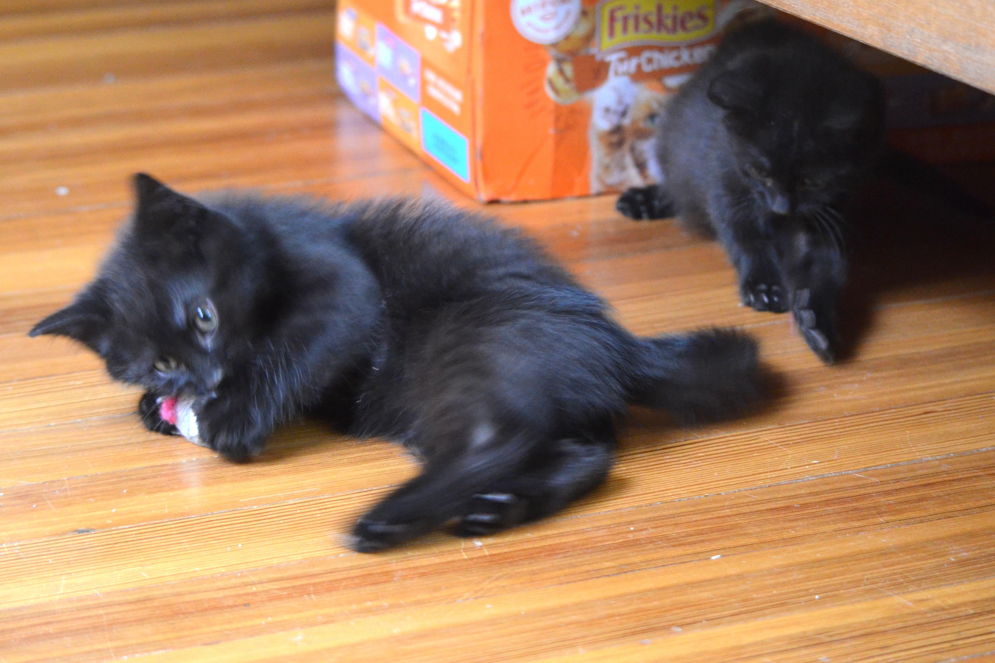 Apollo, a ADOPTABLE Domestic Short Hair in South Orange, NJ image 3/3