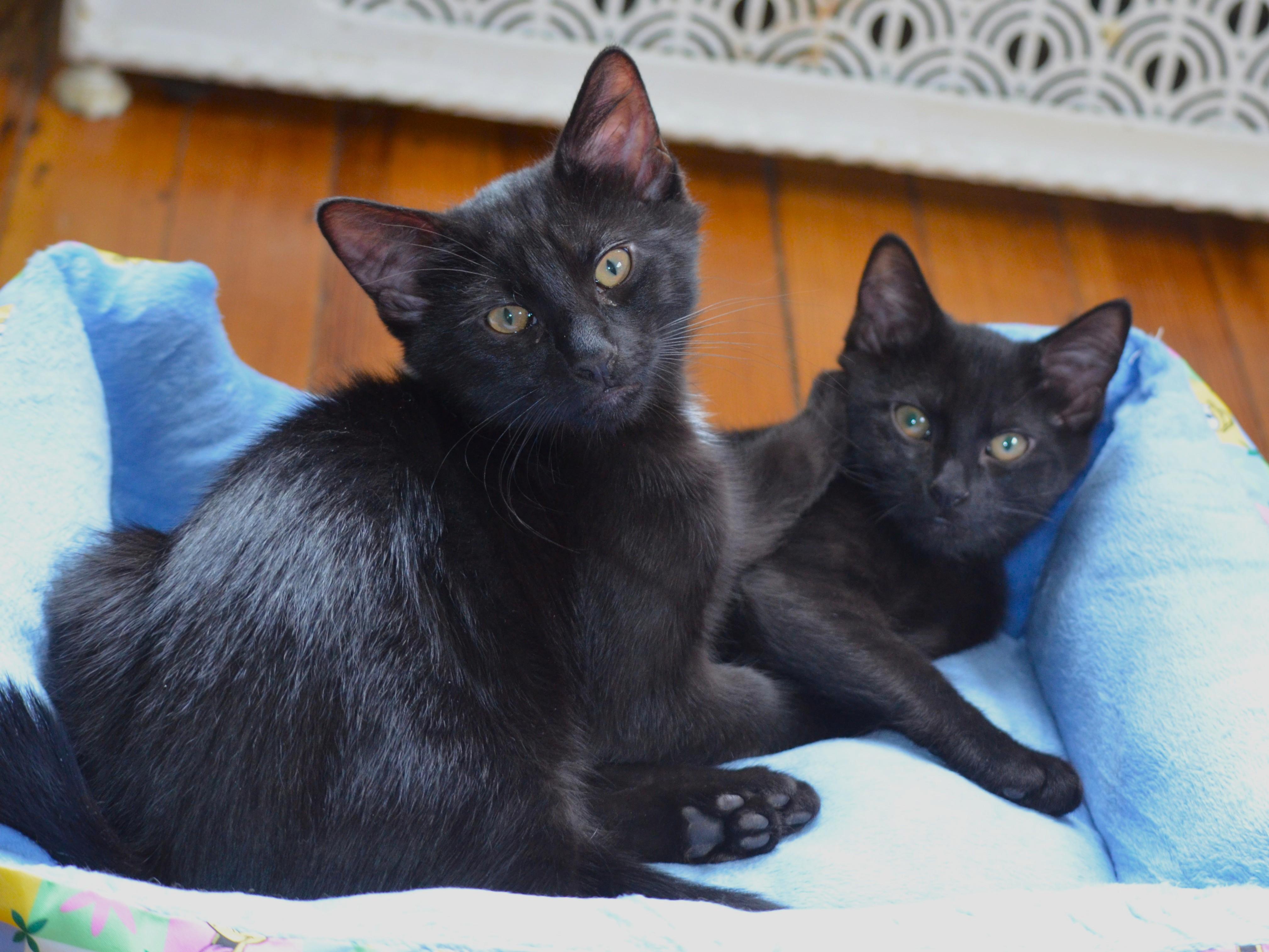 Apollo, ADOPTABLE, Kitten Male Domestic Short Hair.