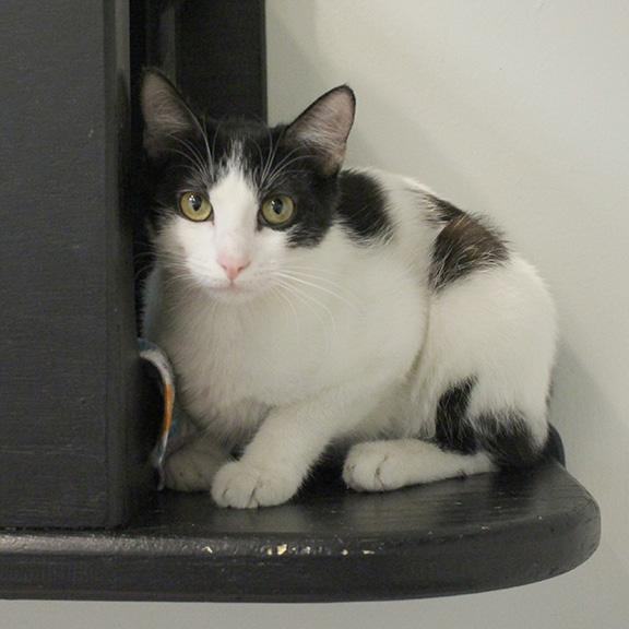 Justin, Adoptable, Kitten Male Domestic Short Hair.