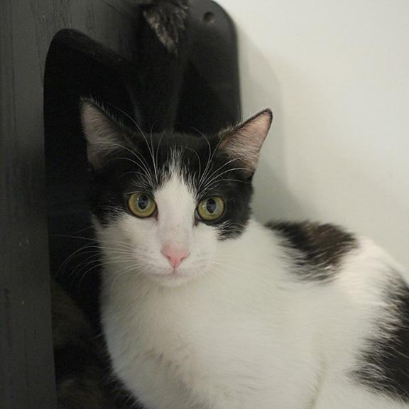 Justin, a Adoptable mixed breed in Overland Park, KS image 2/3