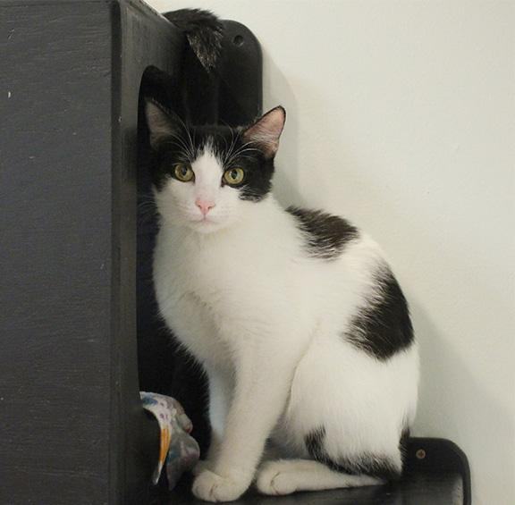 Justin, a Adoptable mixed breed in Overland Park, KS image 3/3