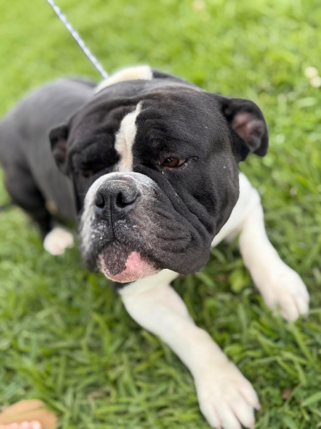 Luigi, ADOPTABLE, Young Male Bulldog.