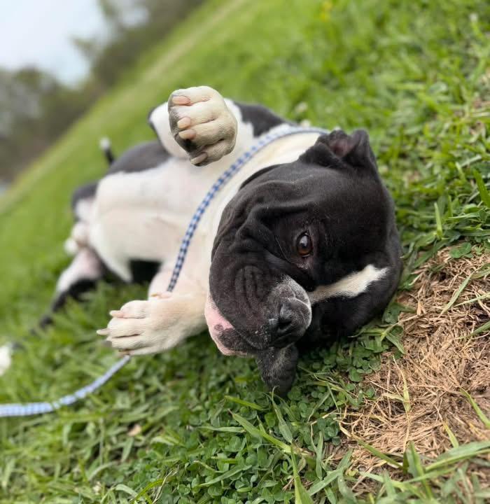 Luigi, a ADOPTABLE Bulldog in Lutz, FL image 3/3