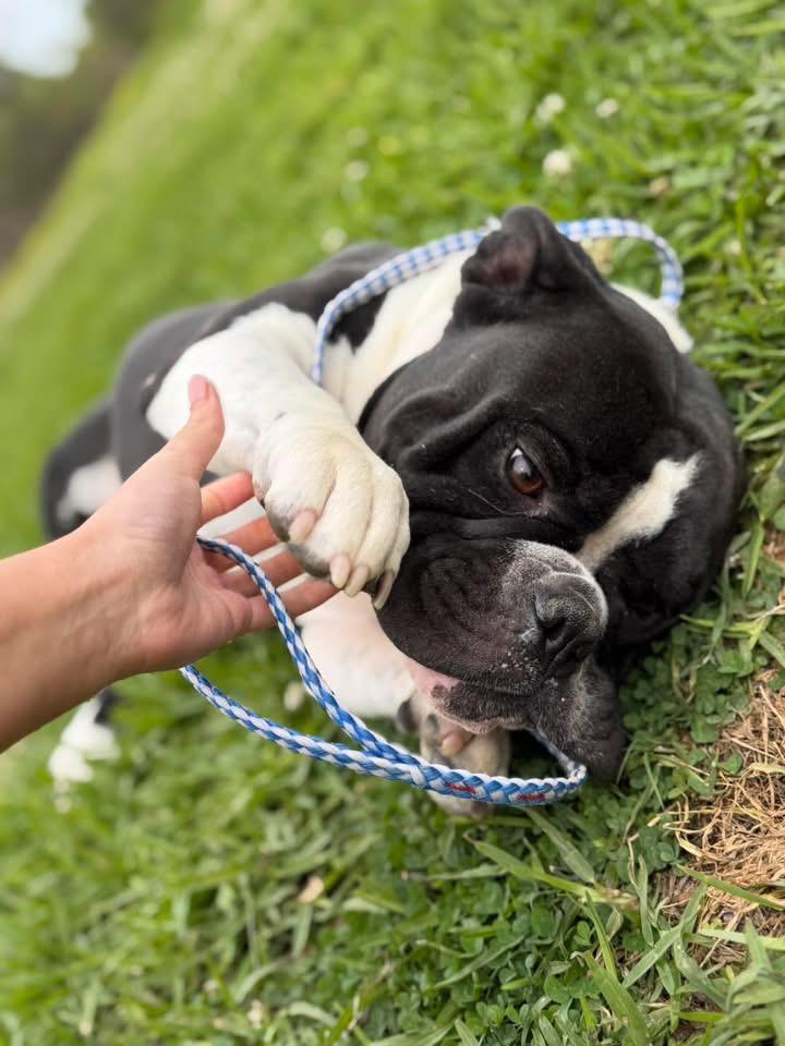 Luigi, a ADOPTABLE Bulldog in Lutz, FL image 2/3