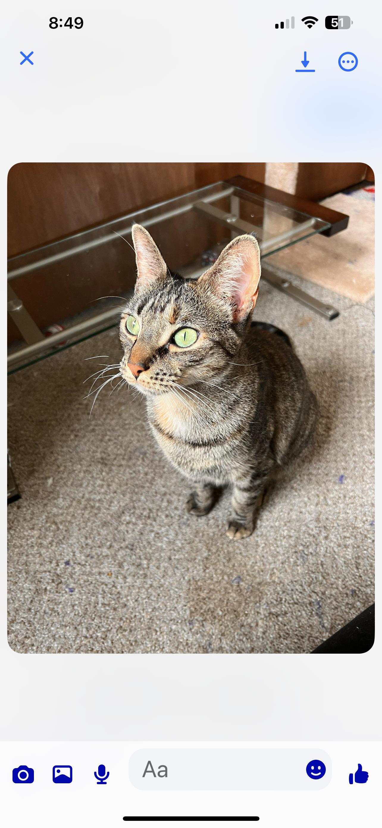 Lucy Lu, Adoptable, Adult Female Domestic Short Hair.