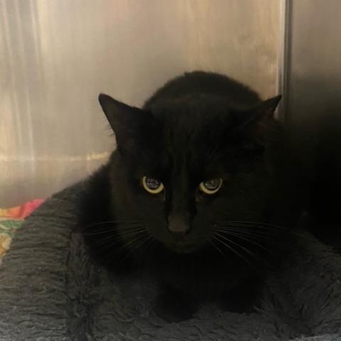 Steve, Adoptable, Young Male Domestic Short Hair.