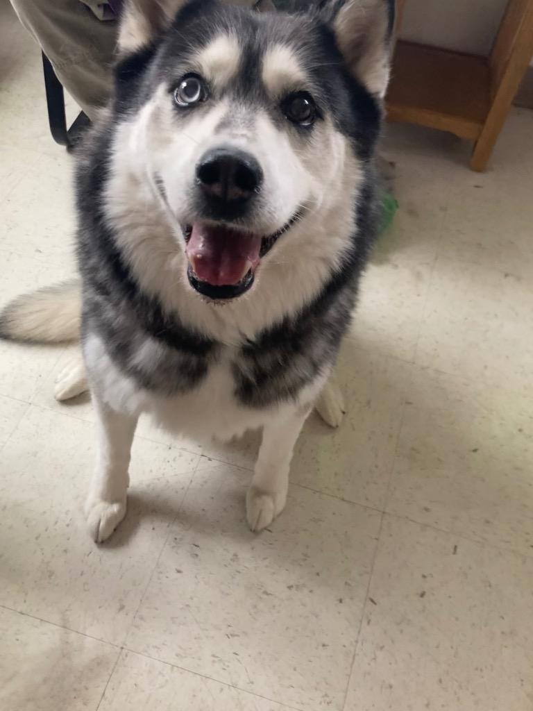 Enlarge Kia, a Adoptable Husky in Green River, WY image 1/1