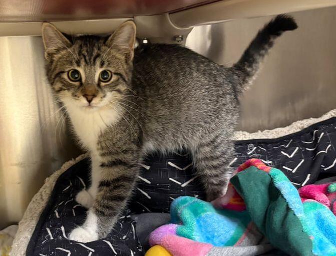 Enlarge Iron, a ADOPTABLE mixed breed in Little Falls, MN image 1/1