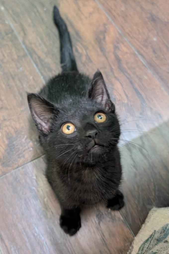 Enlarge Sam, a Adoptable mixed breed in Miami, OK image 2/2