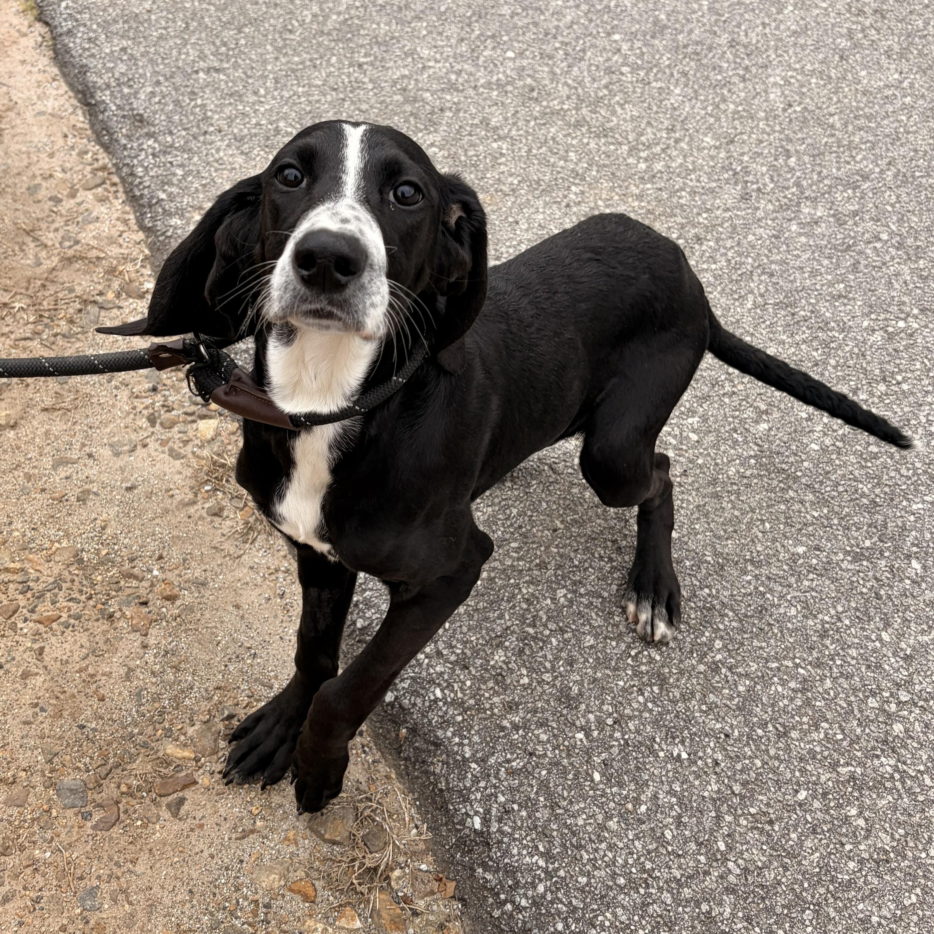 Mango, ADOPTABLE, Young Male Hound.