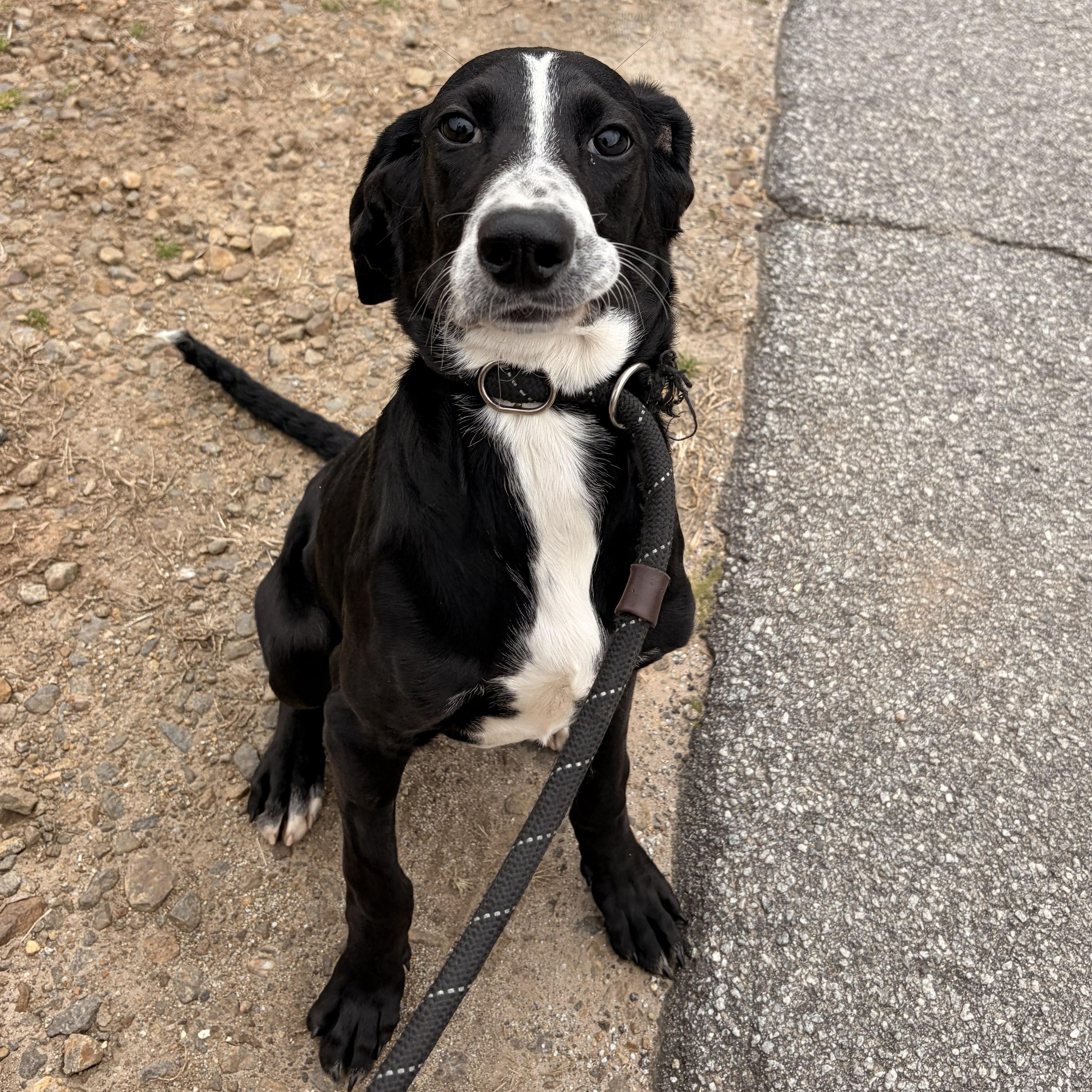 Enlarge Mango, a ADOPTABLE mixed breed in Franklin, NC image 4/4