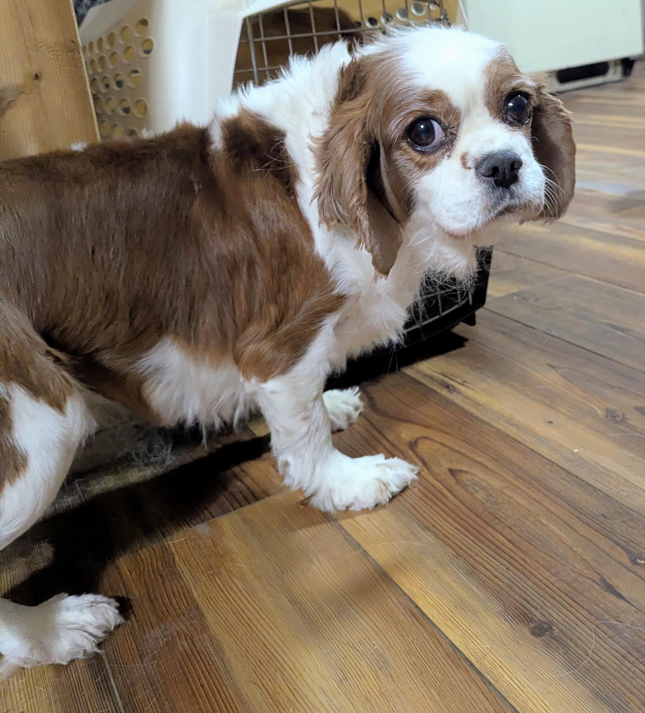 Enlarge Betty Boop , a ADOPTABLE Cavalier King Charles Spaniel in Cowlesville, NY image 2/2