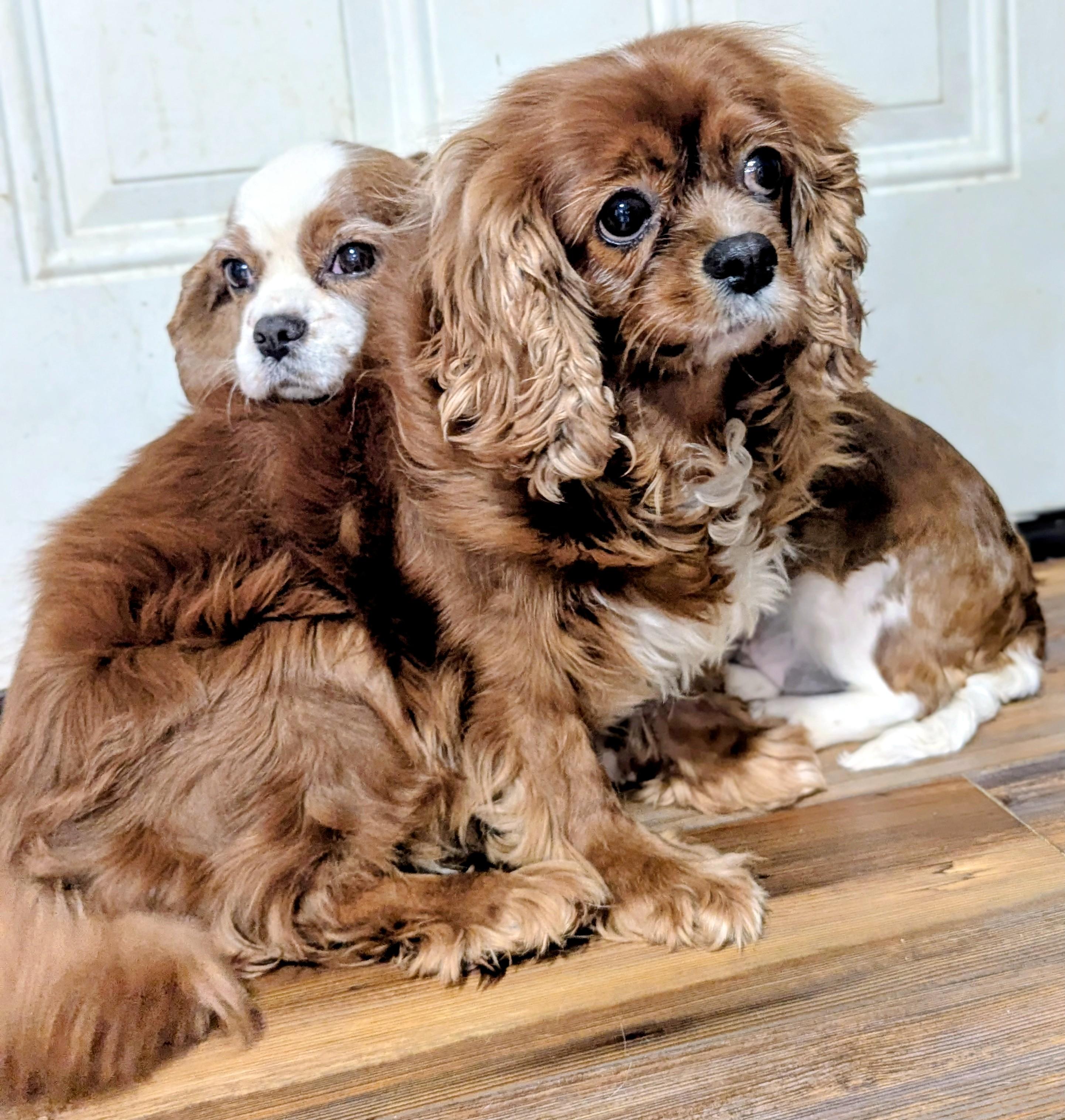 Enlarge Betty Boop , a ADOPTABLE Cavalier King Charles Spaniel in Cowlesville, NY image 1/2