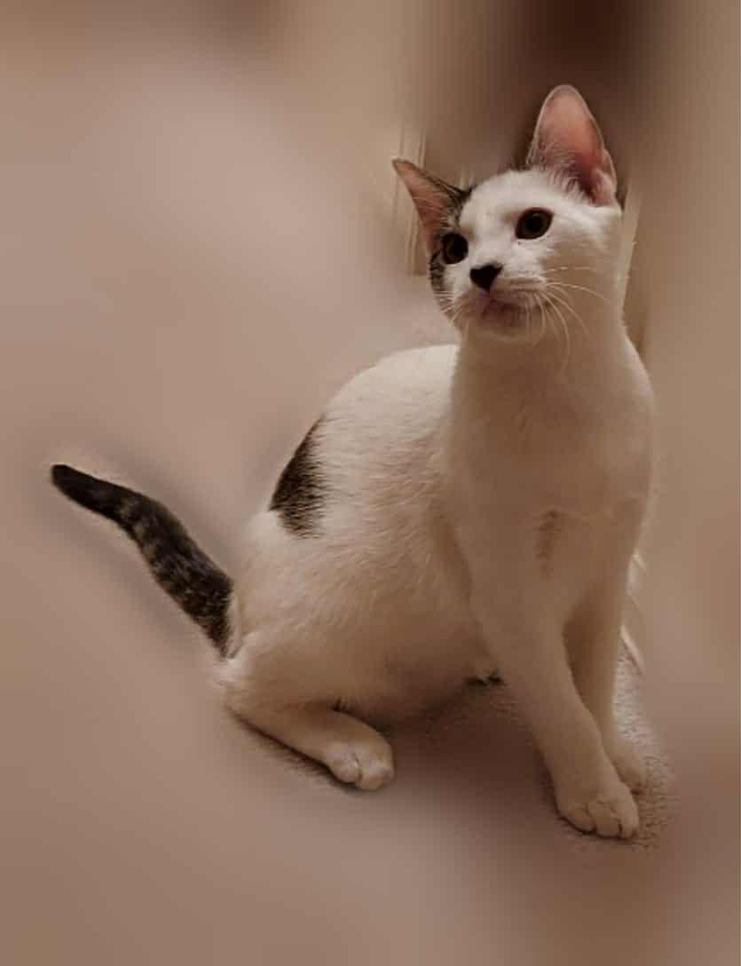 Corduroy thumbnail 2