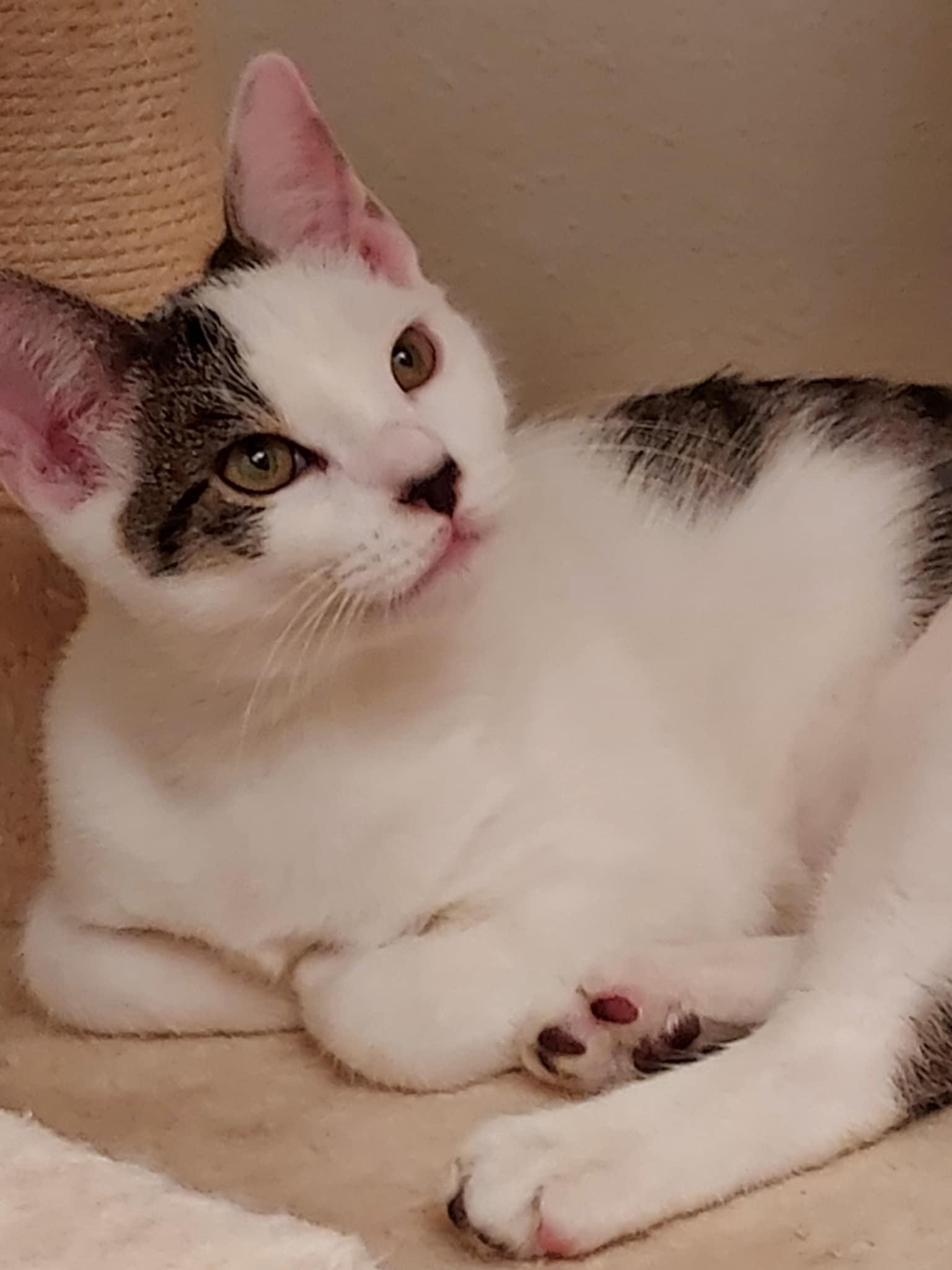 Corduroy, an adoptable Domestic Short Hair in Colorado Springs, CO, 80918 | Photo Image 1
