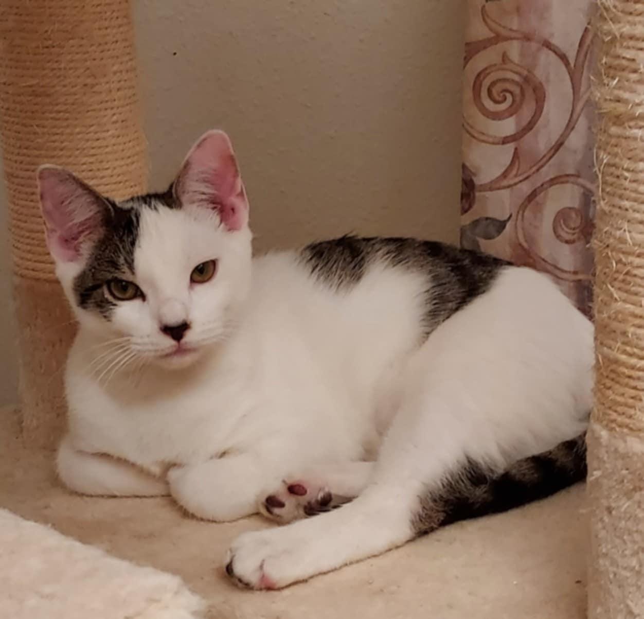Corduroy, an adoptable Domestic Short Hair in Colorado Springs, CO, 80918 | Photo Image 2