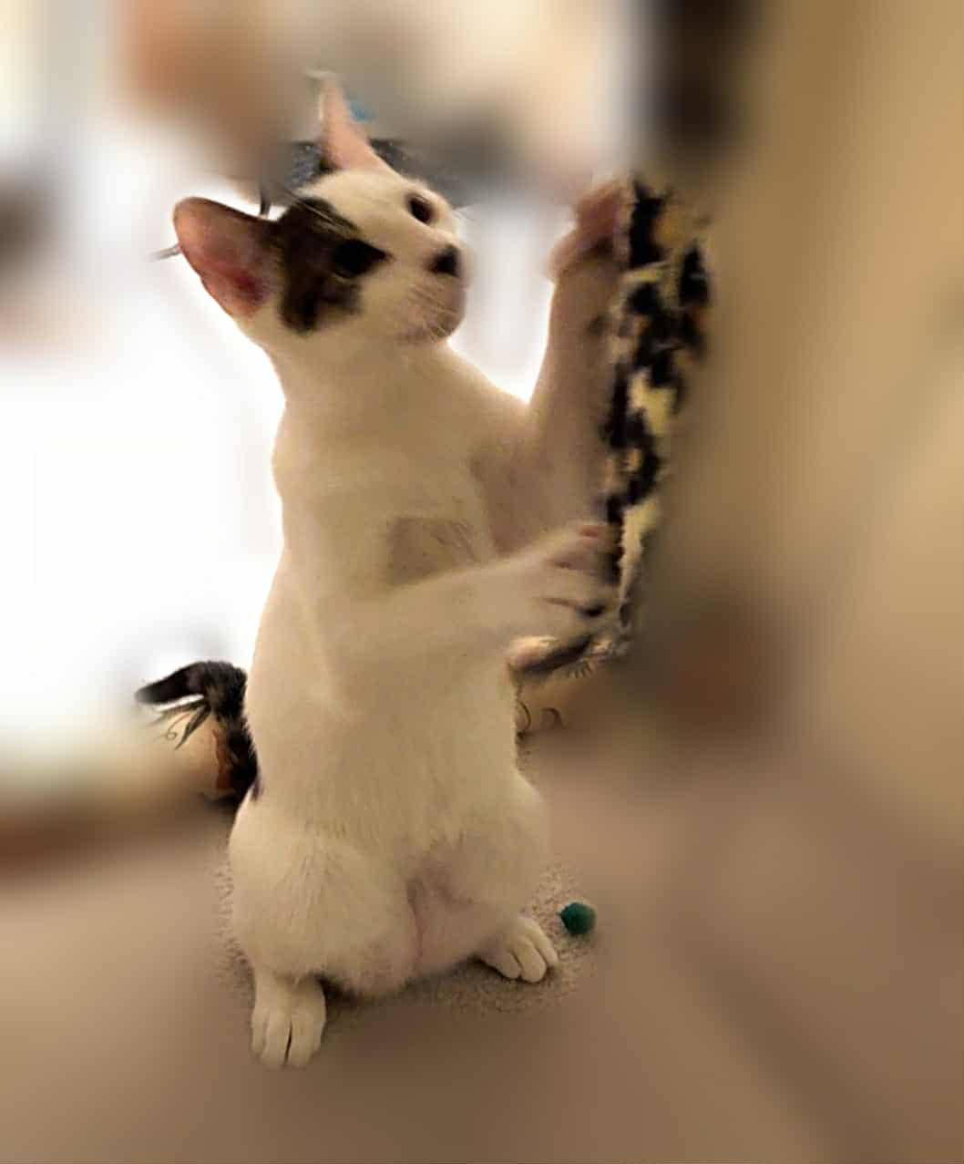 Corduroy thumbnail 5