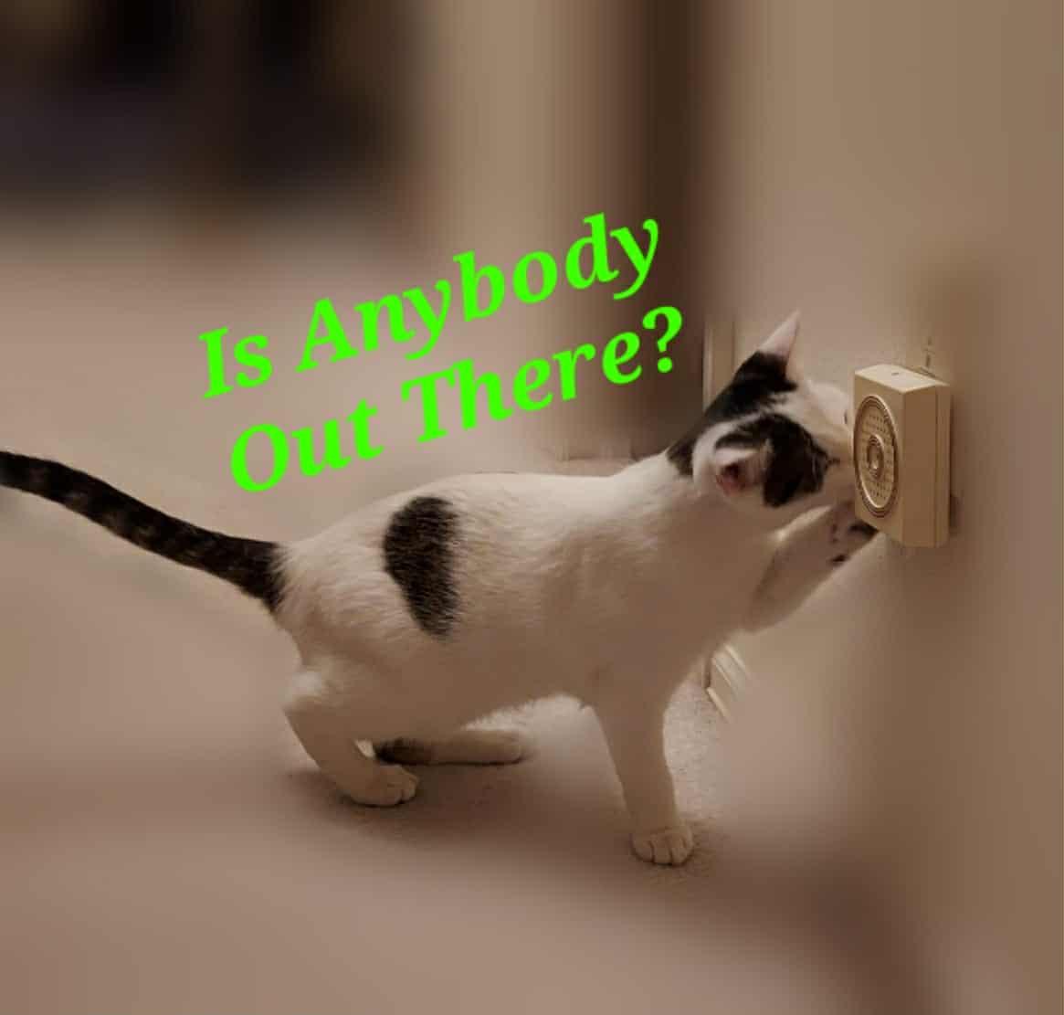 Corduroy thumbnail 4