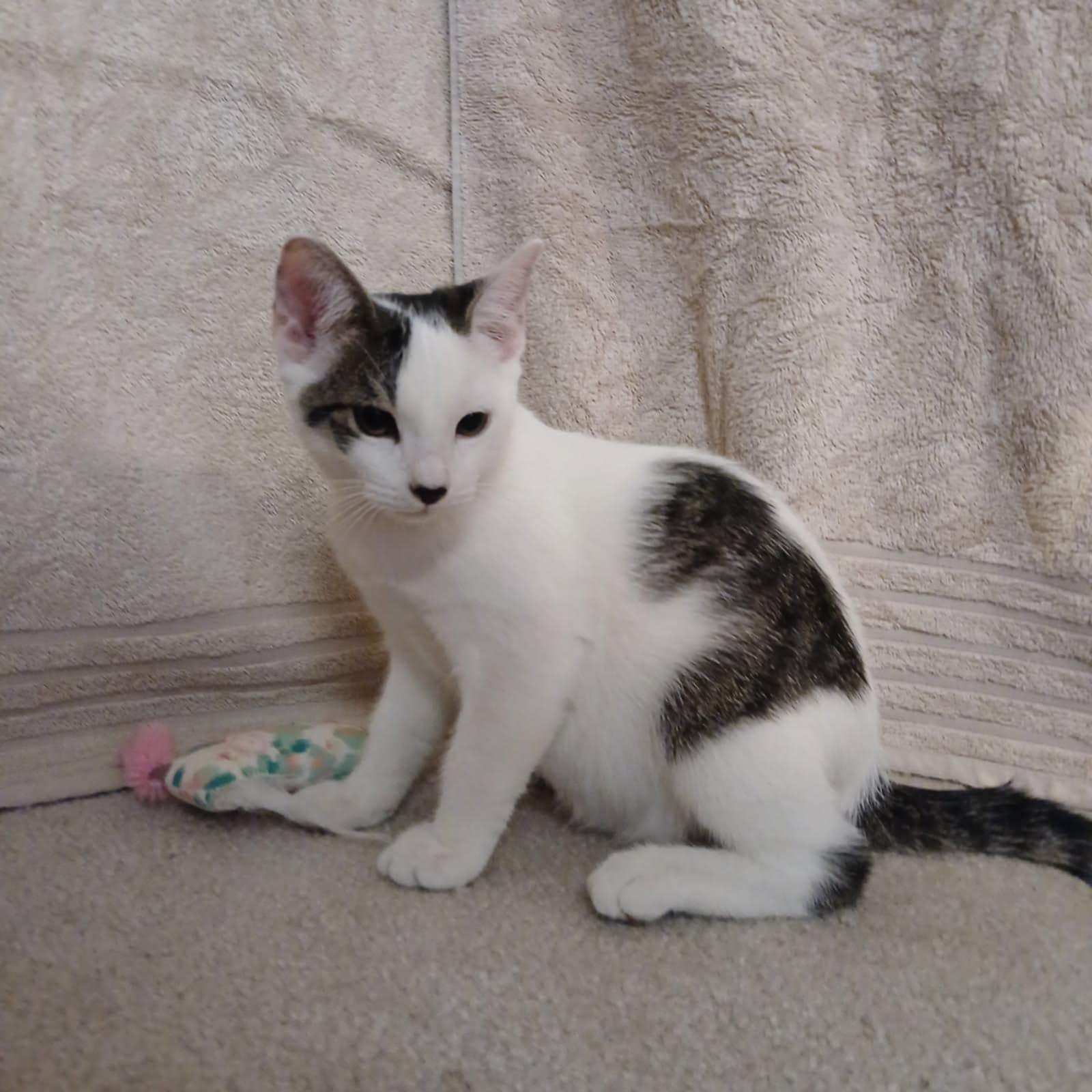 Corduroy, an adoptable Domestic Short Hair in Colorado Springs, CO, 80918 | Photo Image 3