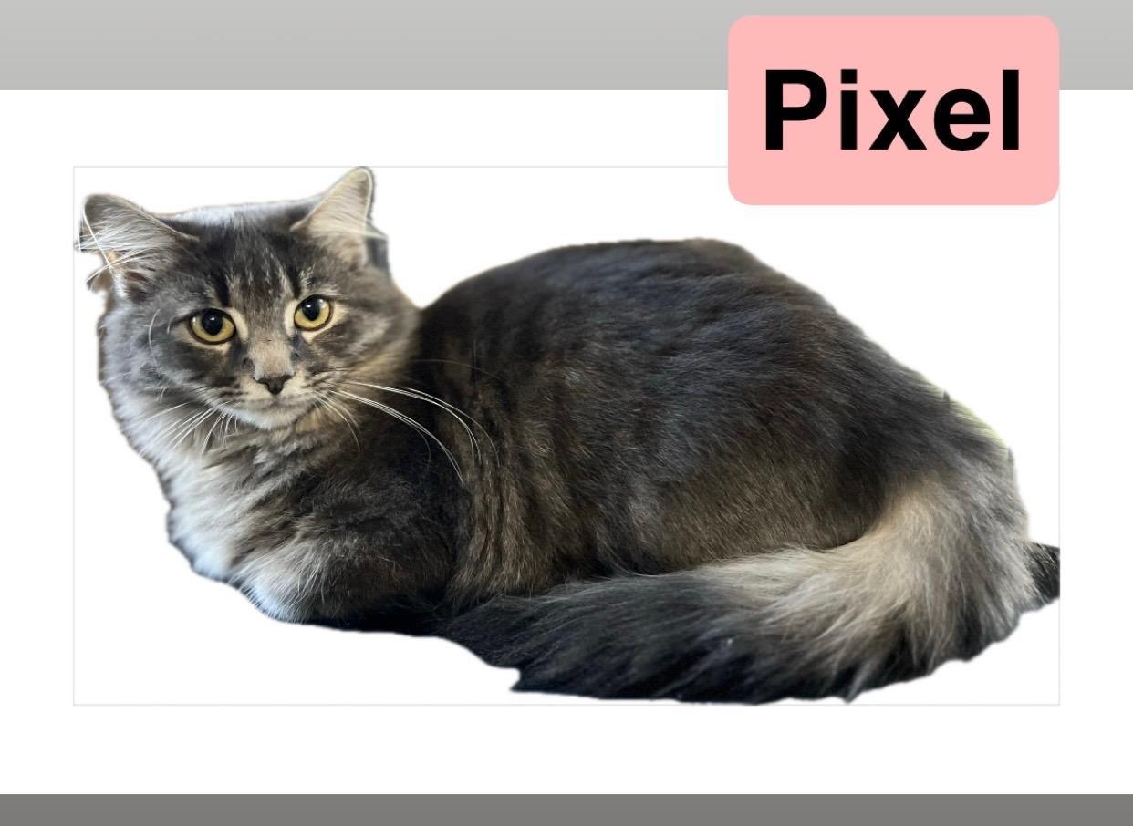 Pixel, a Adoptable Domestic Long Hair in Morganton, NC image 1/3