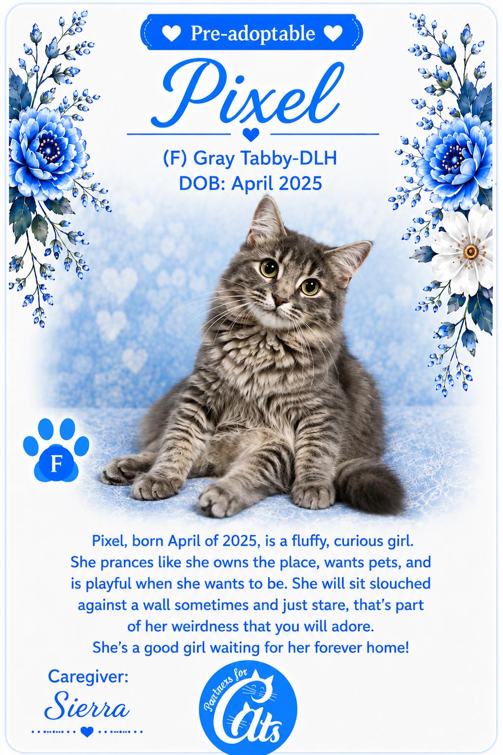 Pixel, a Adoptable Domestic Long Hair in Morganton, NC image 2/3