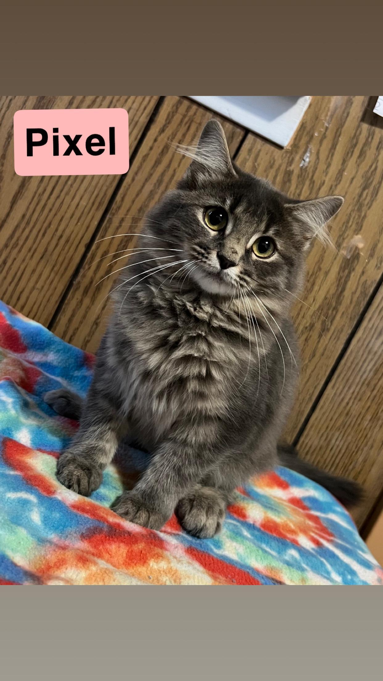 Pixel, a Adoptable Domestic Long Hair in Morganton, NC image 3/3