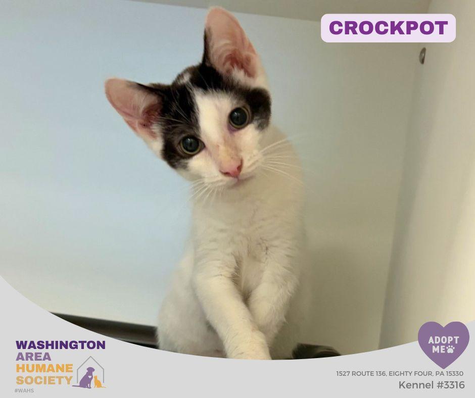 Enlarge Crockpot, an adopted mixed breed in Eighty Four, PA image 1/1